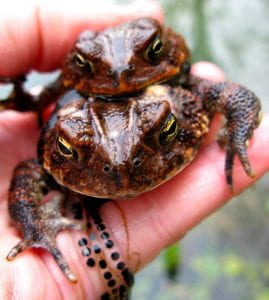 toad amplexis